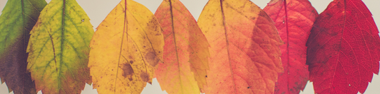 Red Orange Green Autumn Leave