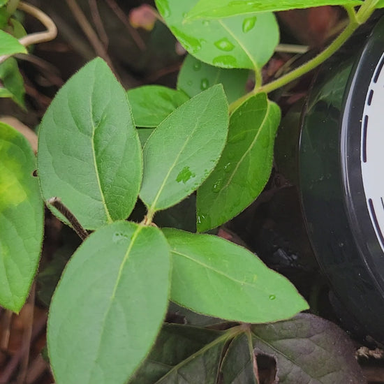 Video of Brown Sugar Vanilla Coffee Body Scrub